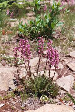 Image of coiled lousewort