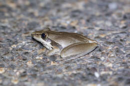 Image of Wotjulum Frog