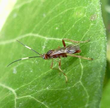 Image of Aleiodes smithi Marsh & Shaw 2001