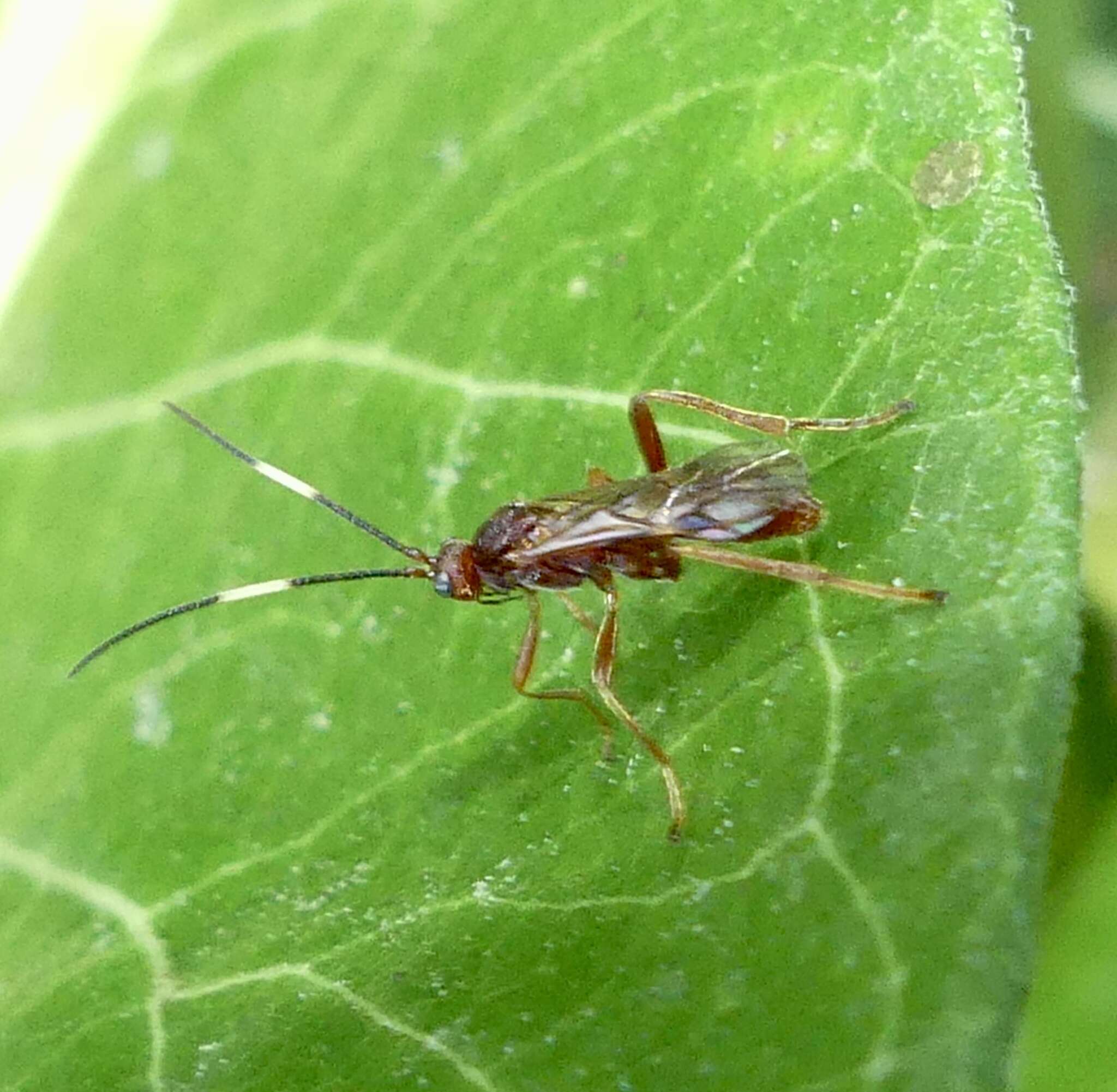 Image de Aleiodes smithi Marsh & Shaw 2001