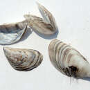 Image of quagga mussel