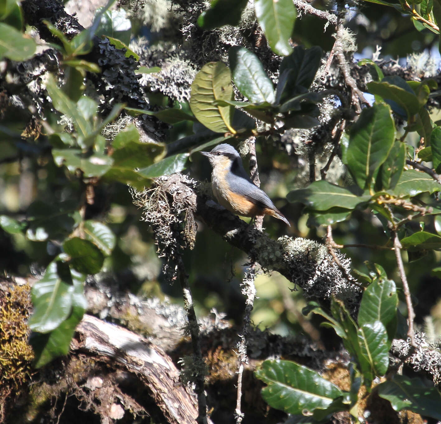 Image of White-tailed Nuthatch