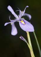 Image of Moraea elliotii Baker