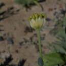 Image of Pimelea simplex subsp. continua (J. Black) Threlfall