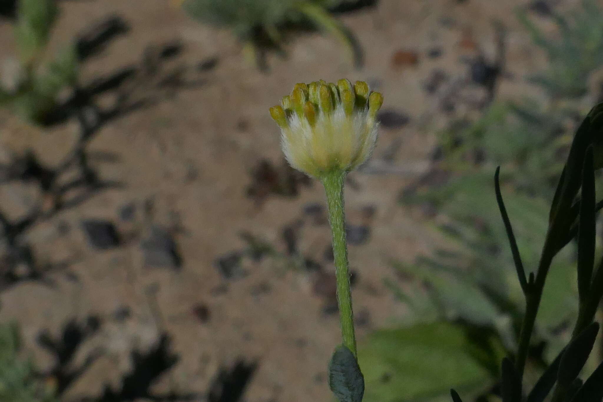 Image of Pimelea simplex subsp. continua (J. Black) Threlfall