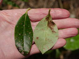 Image of Coprosma macrocarpa Cheeseman