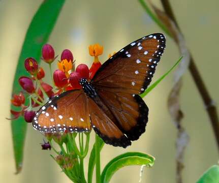 Sivun Danaus gilippus thersippus (H. Bates 1863) kuva