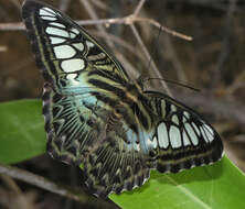 Imagem de Parthenos sylvia apicalis