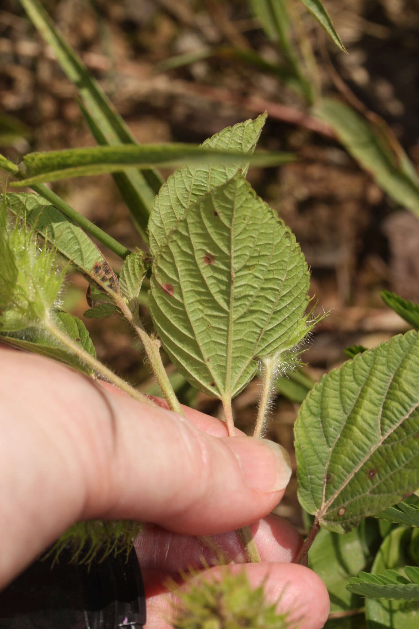 Image de Acalypha aristata Kunth