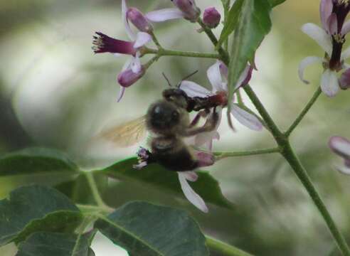 Image of Xylocopa tabaniformis pallidiventris O'Brien & Hurd 1965