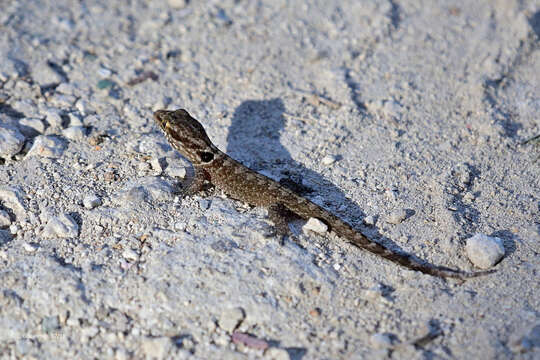 Image of Saint George Island Gecko