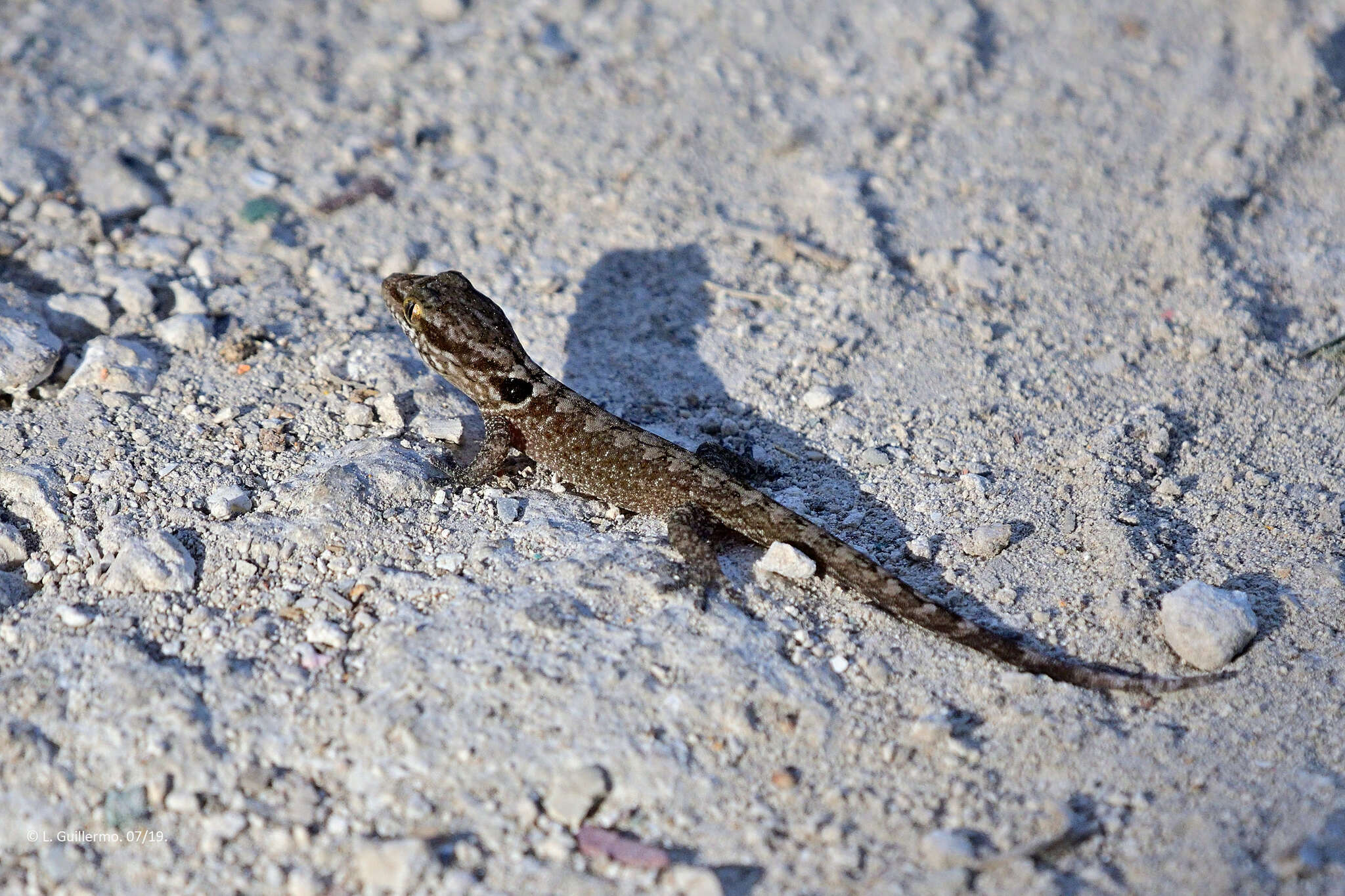 Image of Saint George Island Gecko