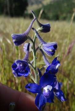 Image of royal larkspur