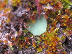 Image of Small Gnat-orchid