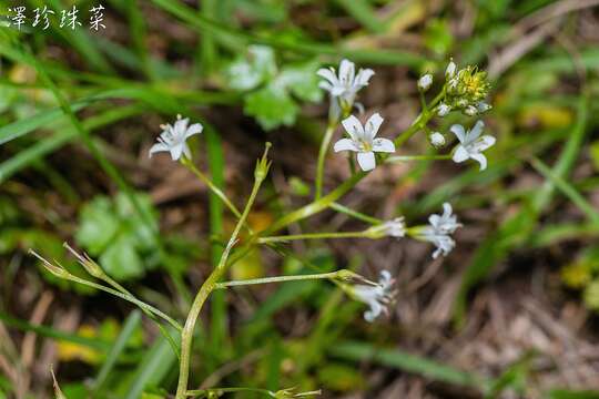 Lysimachia candida Lindl. resmi