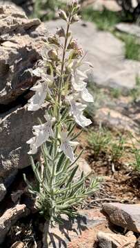 Plancia ëd Teucrium pseudochamaepitys L.