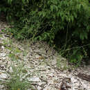 Image of Bupleurum polyphyllum Ledeb.