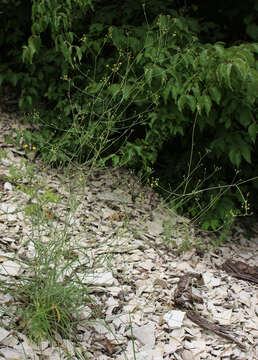 Image of Bupleurum polyphyllum Ledeb.