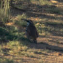 Image of Nullarbor Quail-thrush