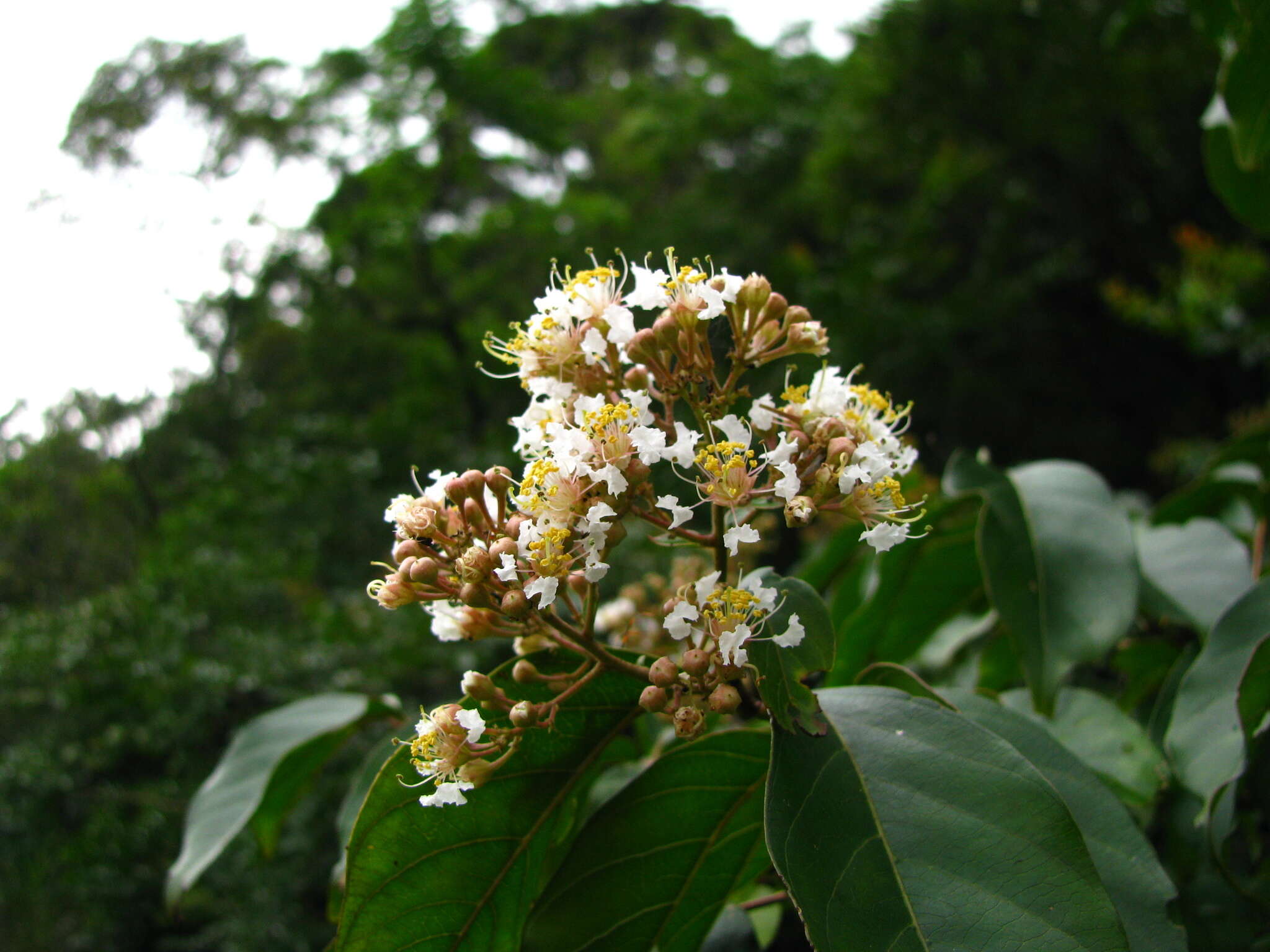 Image of Lagerstroemia subcostata Koehne