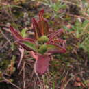 Euphorbia cuphosperma (Engelm.) Boiss. resmi