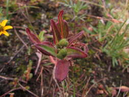 Euphorbia cuphosperma (Engelm.) Boiss. resmi