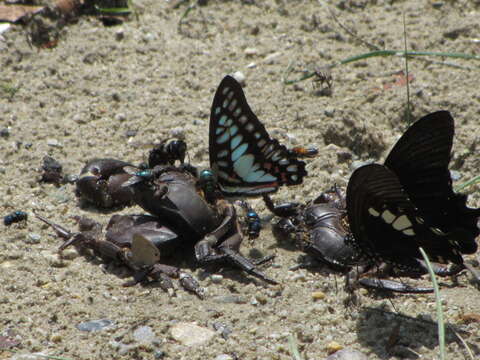 Graphium eurypylus (Linnaeus 1758) resmi