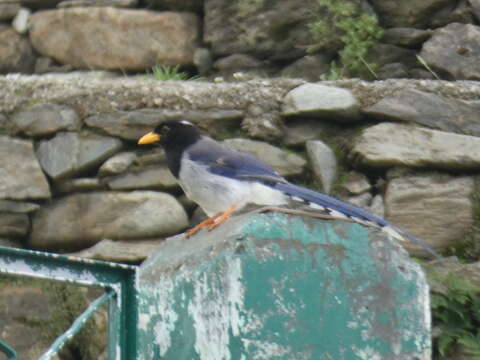 Image of Gold-billed Magpie