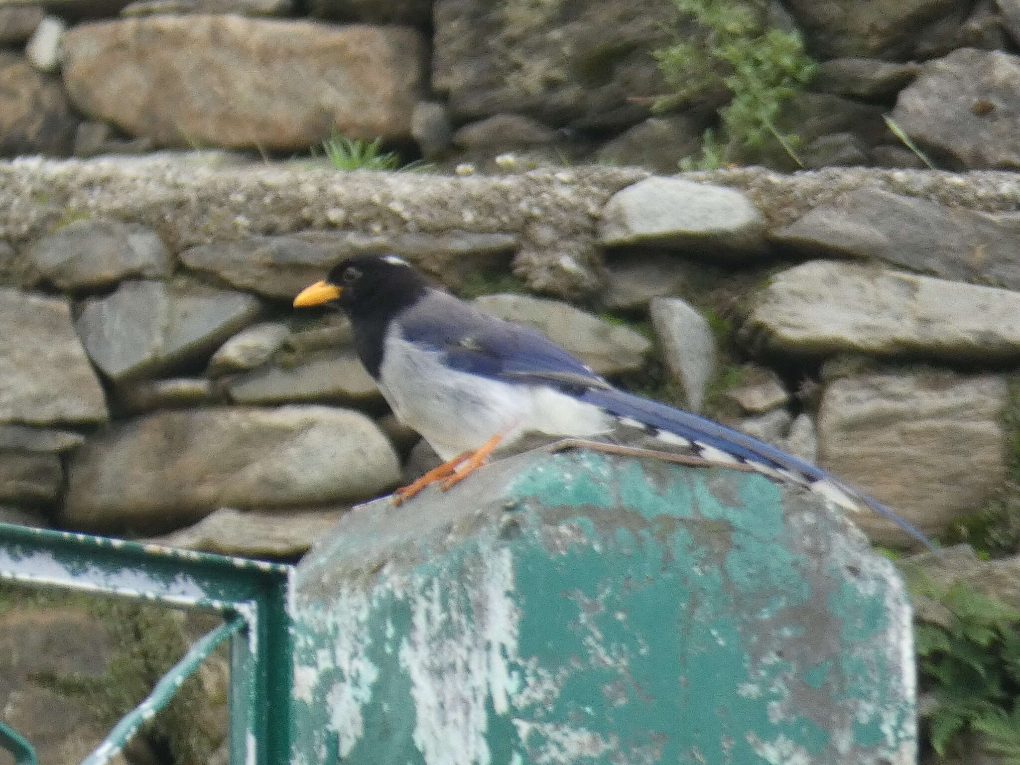 Image of Gold-billed Magpie