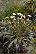 Plancia ëd Celmisia coriacea (Forst. fil.) Hook. fil.