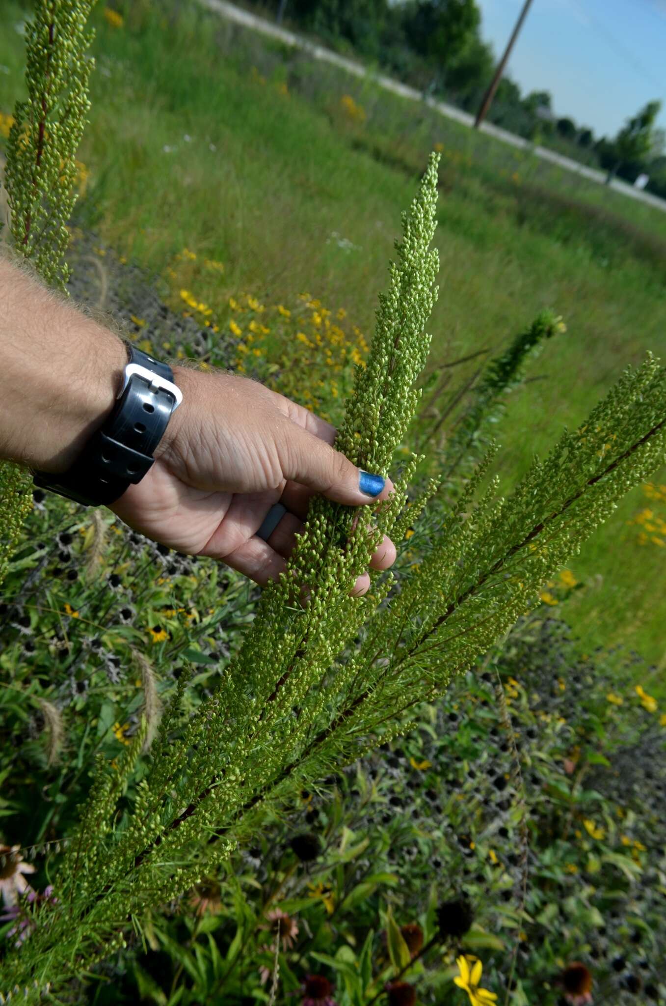 Image of field sagewort