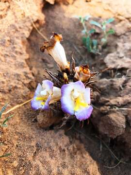 Image of Cistanche salsa (C. A. Mey.) G. Beck