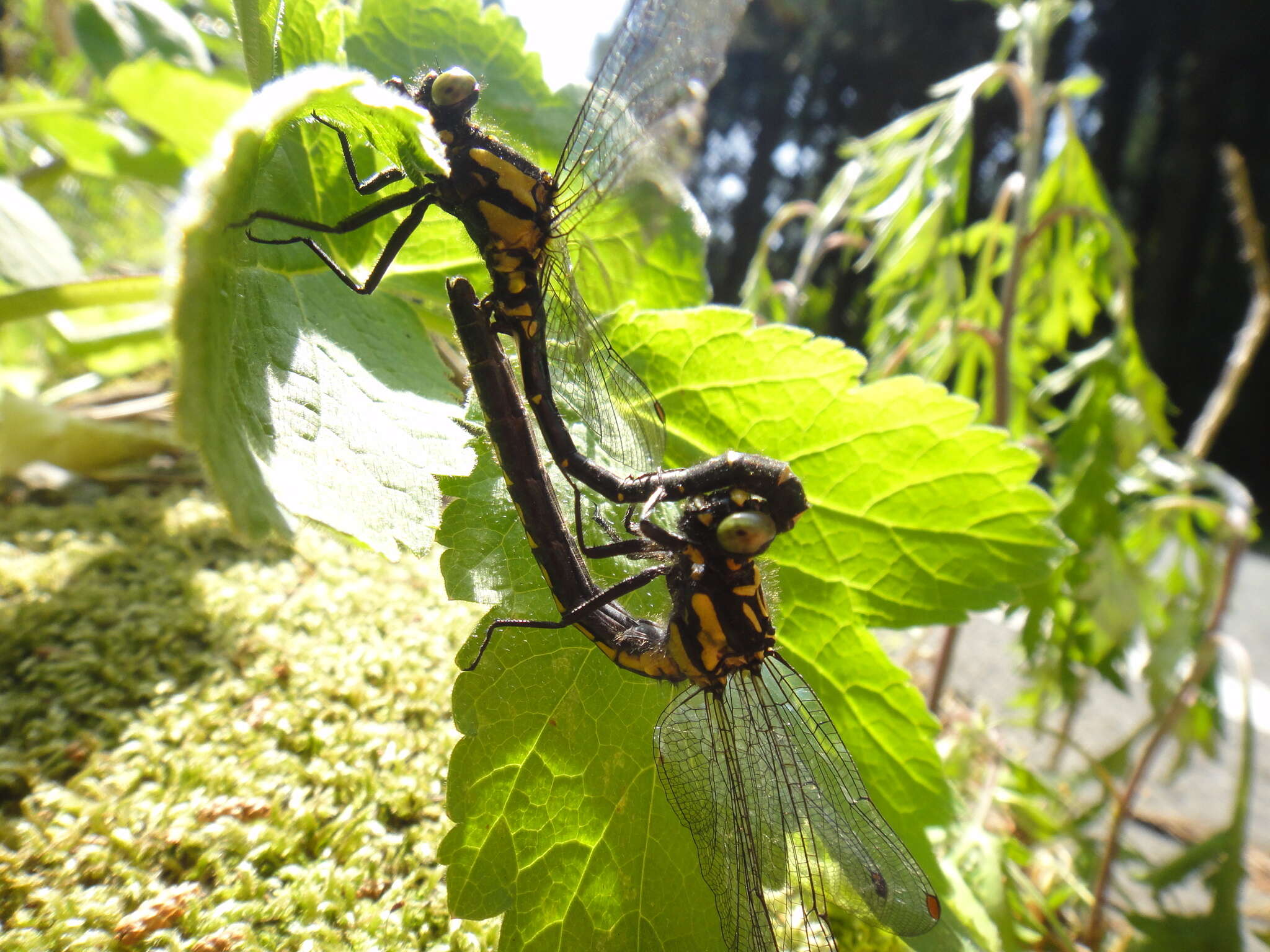 Image of Lanthus fujiacus (Fraser 1936)