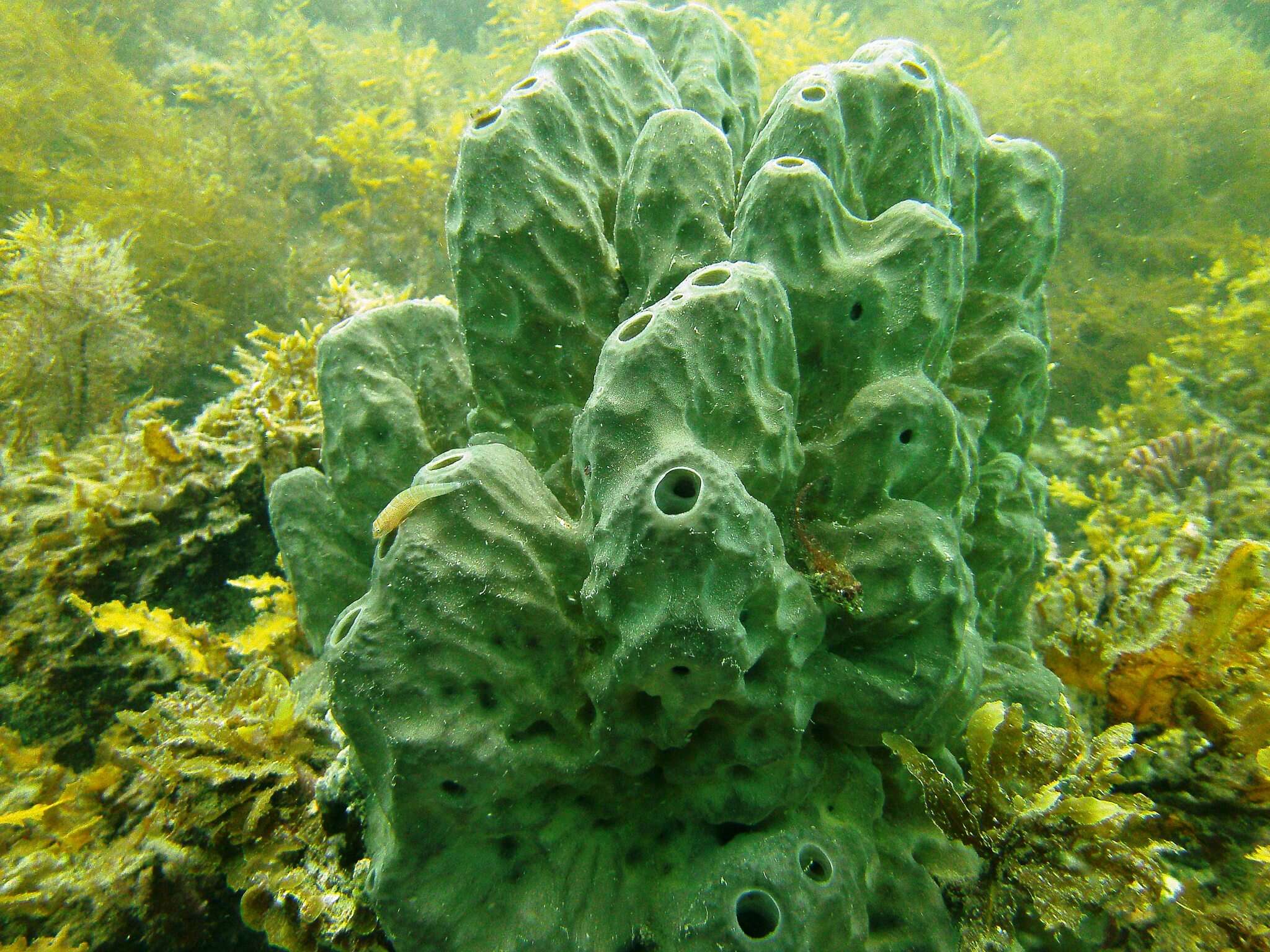 Image de Cochleoceps bicolor Hutchins 1991