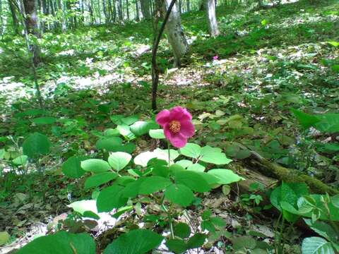 Image of Paeonia caucasica (Schipcz.) Schipcz.