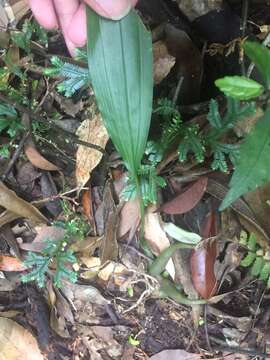 Image de Chrysoglossum ornatum Blume