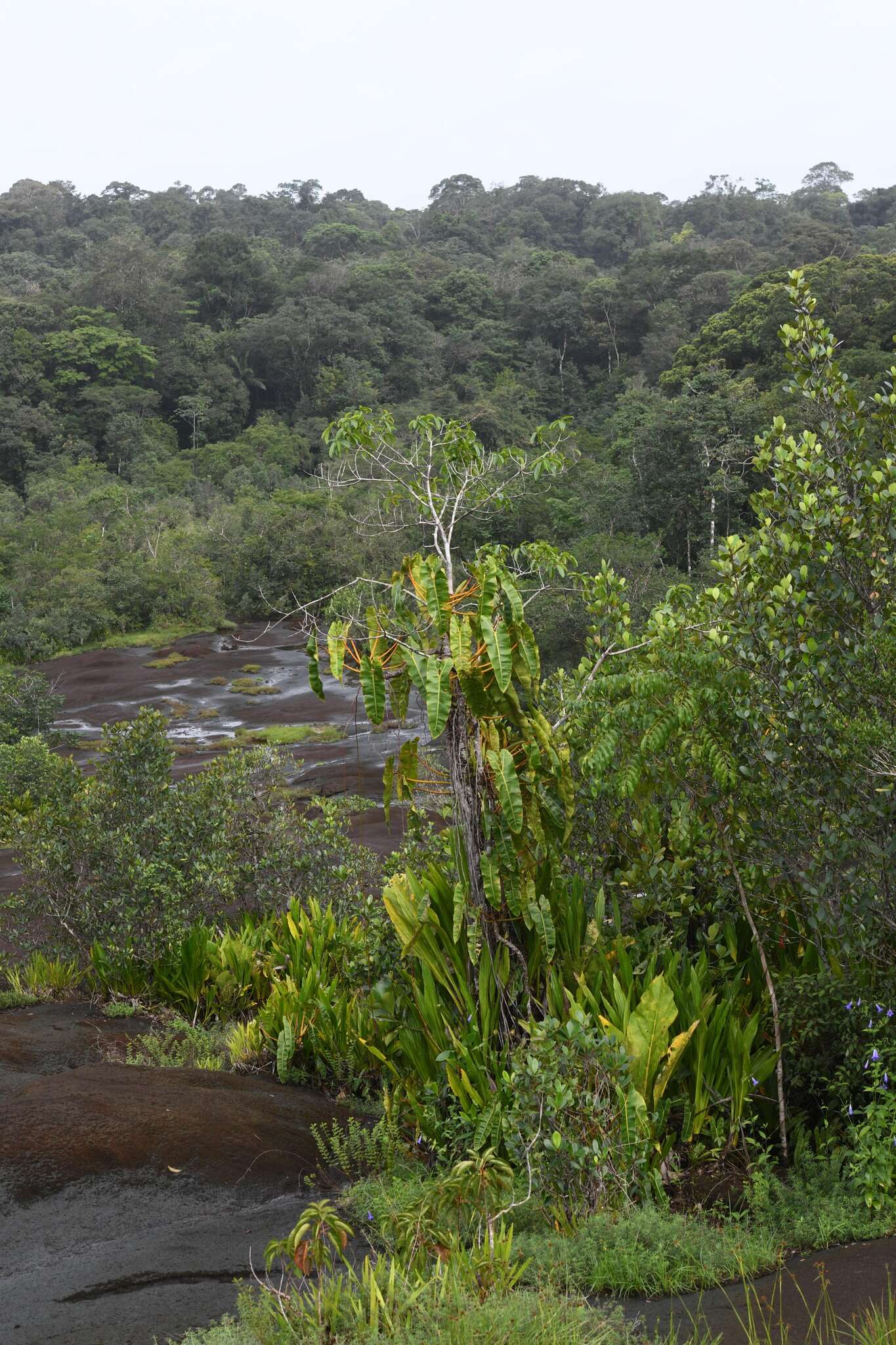 Image of Philodendron billietiae Croat