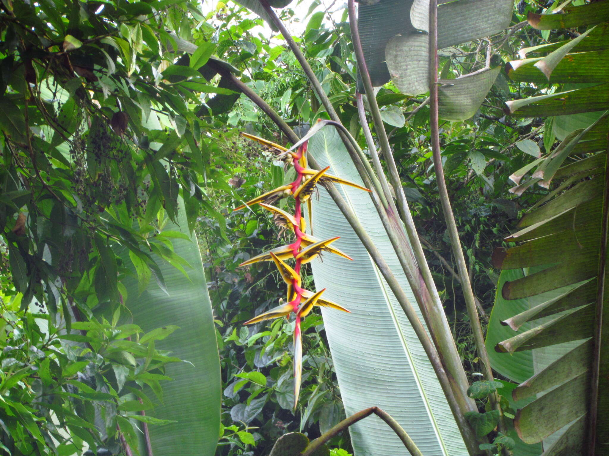 Image of Heliconia griggsiana L. B. Sm.