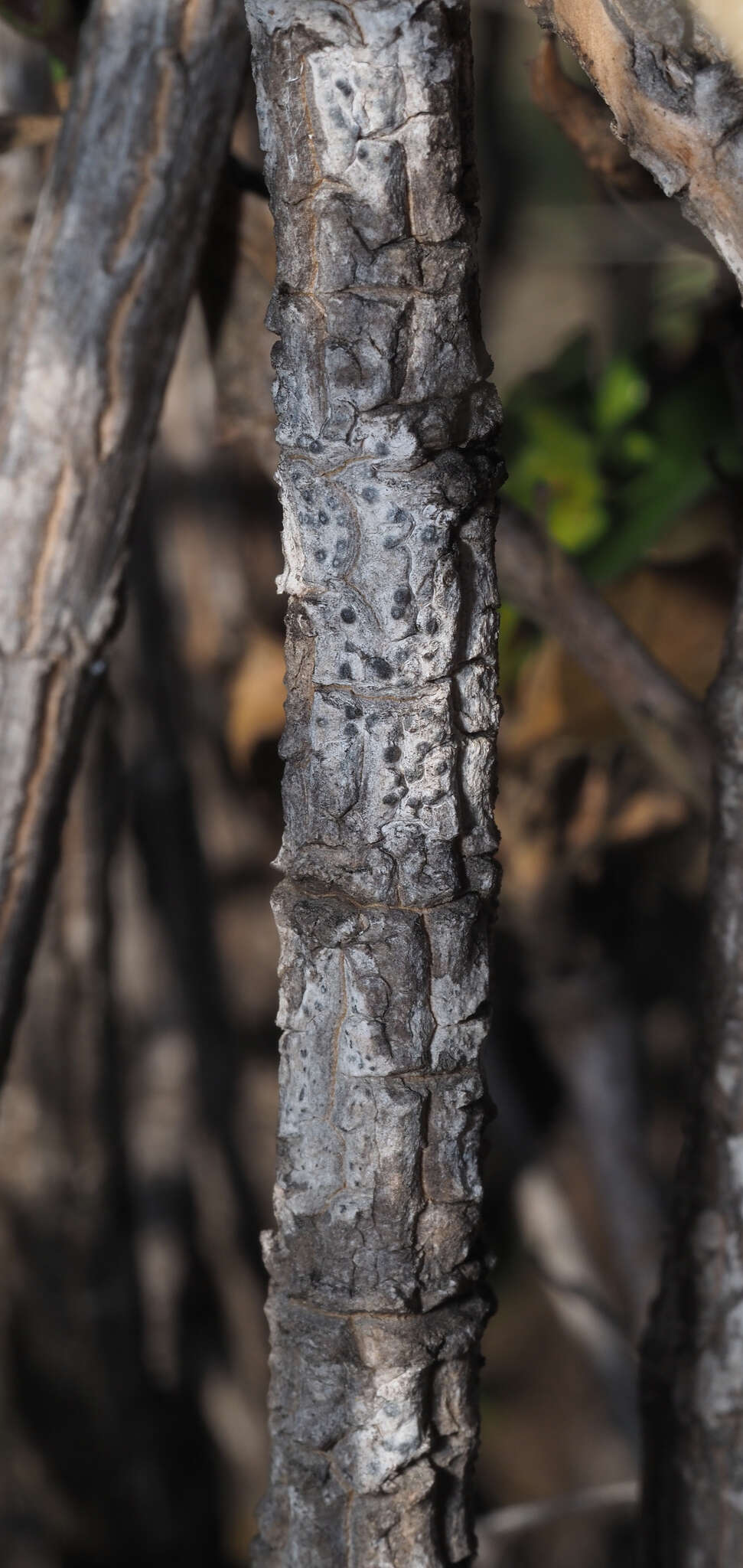 Image of Hemichaena levigata (Robins. & Greenm.) Thieret