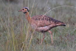 Imagem de Eupodotis senegalensis barrowii (Gray & JE 1829)