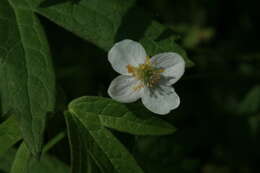 Imagem de Anemonastrum dichotomum (L.) Mosyakin