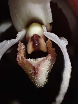 Image of Maxillaria ecuadorensis Schltr.