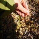 Image of Wahlenberg's Wood-Rush