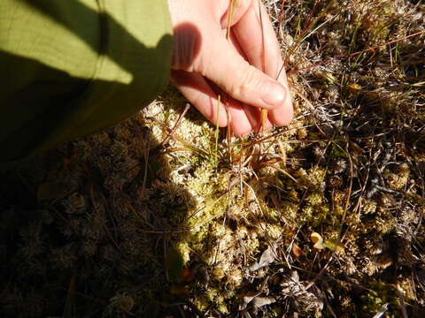 Image of Wahlenberg's Wood-Rush