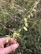 Image de Albuca fragrans Jacq.