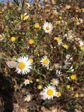 Imagem de Dieteria canescens var. glabra (A. Gray) D. R. Morgan & R. L. Hartman