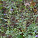 Scutellaria cardiophylla Engelm. & A. Gray resmi