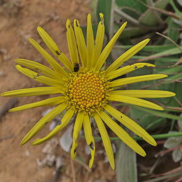 Image of Haplocarpha scaposa Harv.