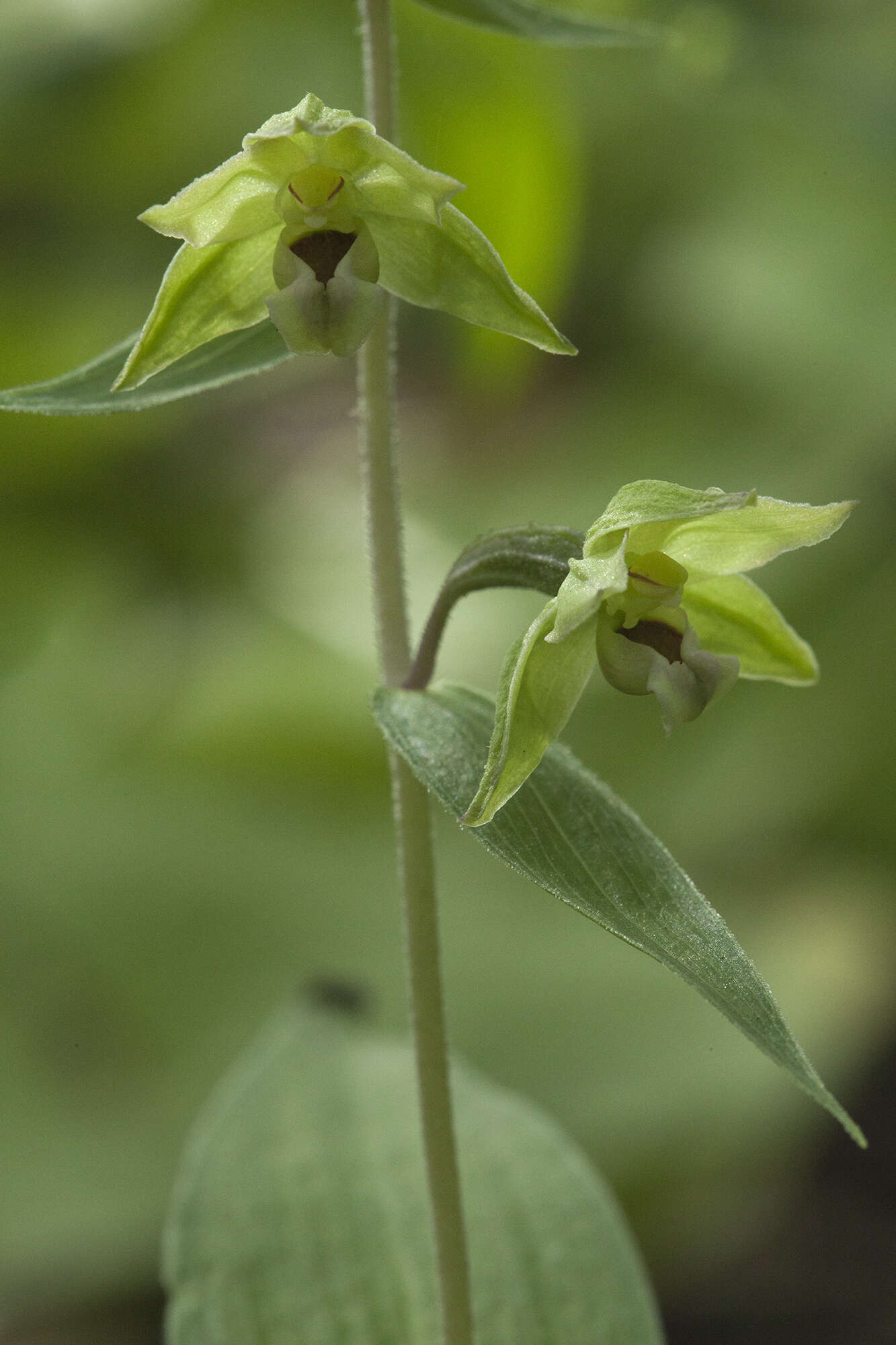 Image of Epipactis papillosa Franch. & Sav.