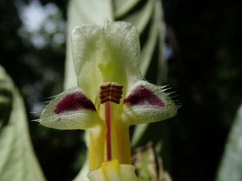 Image de Columnea picta H. Karst.